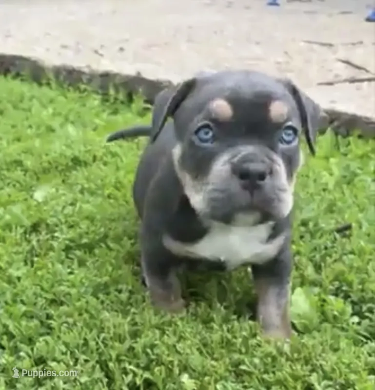 Cosmo – American Bully puppy for sale in Sullivan, IL