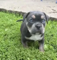 Cosmo, a male American Bully for sale in Sullivan, IL – 1 of 6