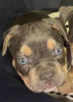 Cosmo, a male American Bully for sale in Sullivan, IL – 2 of 6