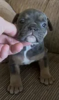 Baby, a female English Bulldog and French Bulldog for sale in Sullivan, IL – 2 of 2