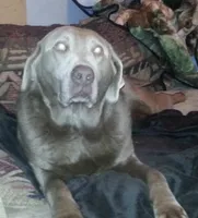 Nami, a female Labrador Retriever for sale in Sullivan, IL – Photo 4 of 4