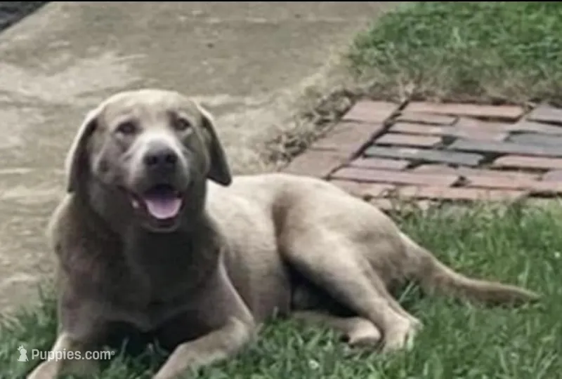 Nami, a female Labrador Retriever for sale in Sullivan, IL – Photo 1 of 4