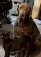 Nami, a female Labrador Retriever for sale in Sullivan, IL – Photo 2 of 4