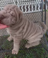Magoo, a male Chinese Shar-Pei for sale in Sullivan, IL – 3 of 8