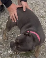 Rajah, a female American Bully for sale in Sullivan, IL – 3 of 6