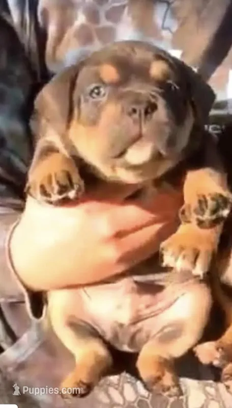 Pick of the Litter – American Bully puppy for sale in Sullivan, IL
