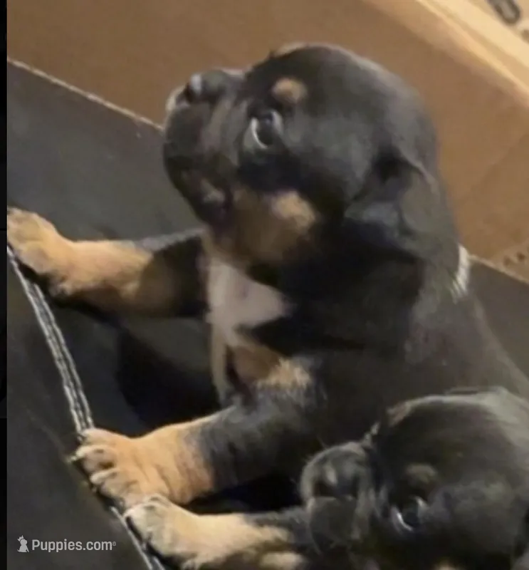 Shiva – American Bully puppy for sale in Sullivan, IL