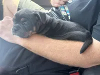 Zaza , a female American Bully for sale in Sullivan, IL – 7 of 8
