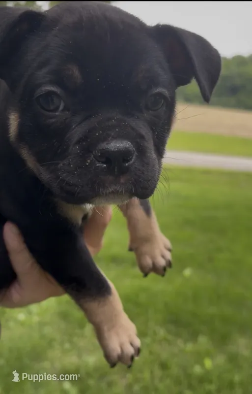 Summer – American Bully puppy for sale in Sullivan, IL