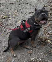 Rasta, a female American Bully for sale in Sullivan, IL – 4 of 4