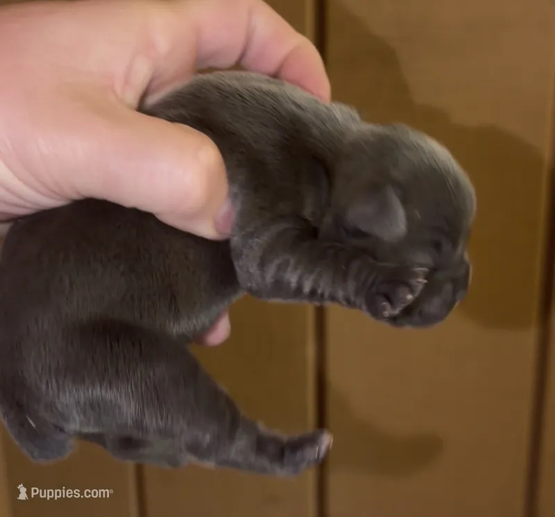 Muffins – English Bulldog, French Bulldog puppy for sale in Sullivan, IL