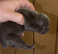 Muffins, a female English Bulldog and French Bulldog for sale in Sullivan, IL – 1 of 2