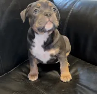 Zaza , a female American Bully for sale in Sullivan, IL – 3 of 8