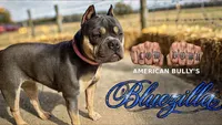 Rajah, a female American Bully for sale in Sullivan, IL – 2 of 6