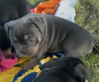 Zaza , a female American Bully for sale in Sullivan, IL – 5 of 8