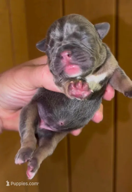 Bertha – English Bulldog, French Bulldog puppy for sale in Sullivan, IL