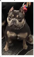  Rajah , a female American Bully for sale in Sullivan, IL – 3 of 3