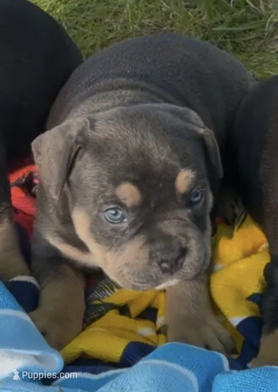 Zaza  – American Bully puppy for sale in Sullivan, IL