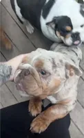 Mafia, a female English Bulldog for sale in Sullivan, IL – 2 of 6