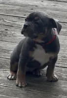 Pick of the Litter, a female American Bully for sale in Sullivan, IL – 2 of 10