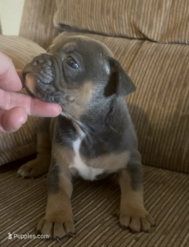 Baby – English Bulldog, French Bulldog puppy for sale in Sullivan, IL