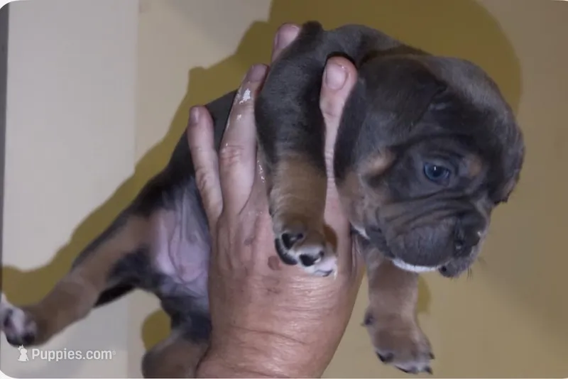 Rasta  – American Bully puppy for sale in Sullivan, IL