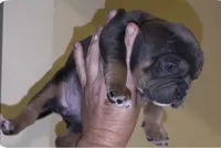 Rasta , a female American Bully for sale in Sullivan, IL – 1 of 9