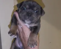 Rasta , a female American Bully for sale in Sullivan, IL – 2 of 9