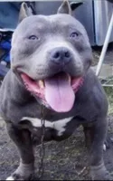 Rasta , a female American Bully for sale in Sullivan, IL – 8 of 9