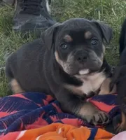 Beast boy, a male American Bully for sale in Sullivan, IL – 3 of 4