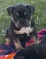Cosmo, a male American Bully for sale in Sullivan, IL – 6 of 6