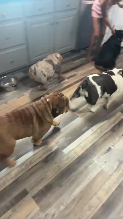 Mafia, a female English Bulldog for sale in Sullivan, IL – 6 of 6