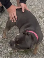 Pick of the Litter, a female American Bully for sale in Sullivan, IL – 9 of 10