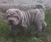“Niko”, a male Chinese Shar-Pei for sale in Sullivan, IL – 3 of 6