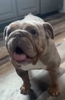 Mafia, a female English Bulldog for sale in Sullivan, IL – 4 of 6