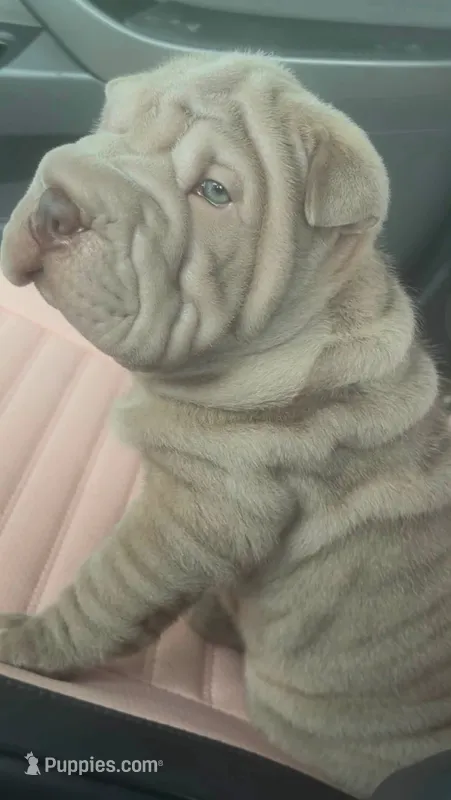 “Niko” – Chinese Shar-Pei puppy for sale in Sullivan, IL