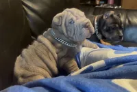 Magoo, a male Chinese Shar-Pei for sale in Sullivan, IL – 6 of 8