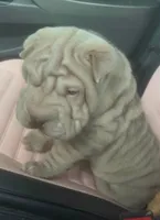 “Niko”, a male Chinese Shar-Pei for sale in Sullivan, IL – 4 of 6