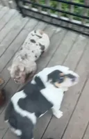 Mafia, a female English Bulldog for sale in Sullivan, IL – 5 of 6