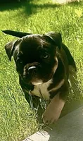Summer, a female American Bully for sale in Sullivan, IL – 4 of 4