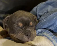Zaza , a female American Bully for sale in Sullivan, IL – 2 of 8