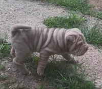 “Niko”, a male Chinese Shar-Pei for sale in Sullivan, IL – 6 of 6