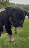 Summer, a female American Bully for sale in Sullivan, IL – 3 of 4