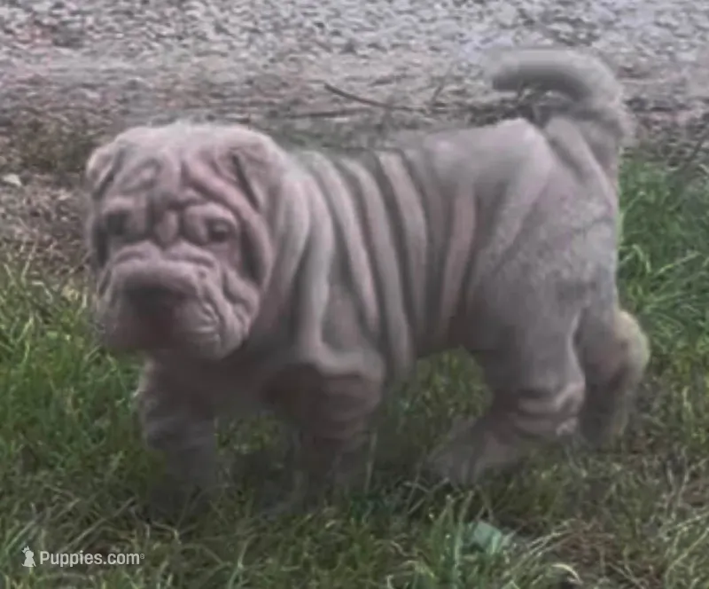 Magoo – Chinese Shar-Pei puppy for sale in Sullivan, IL