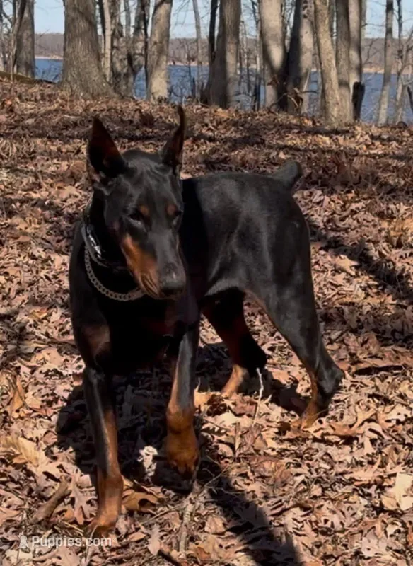 Roxy – Doberman Pinscher puppy for sale in Sullivan, IL