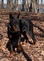 Roxy, a female Doberman Pinscher for sale in Sullivan, IL – Photo 1 of 7