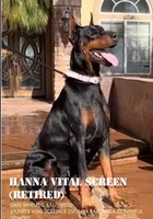 Roxy, a female Doberman Pinscher for sale in Sullivan, IL – Photo 5 of 7