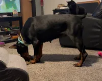 Roxy, a female Doberman Pinscher for sale in Sullivan, IL – Photo 3 of 7