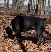 Roxy, a female Doberman Pinscher for sale in Sullivan, IL – Photo 2 of 7