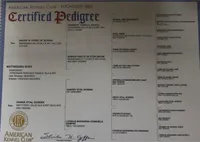 Roxy, a female Doberman Pinscher for sale in Sullivan, IL – Photo 6 of 7